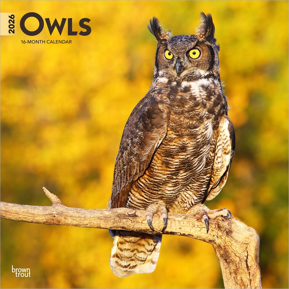 Owls | 2026 12 x 24 Inch (Hanging) Monthly Square Wall Calendar | Plastic-Free | BrownTrout | Wildlife Animals Birds