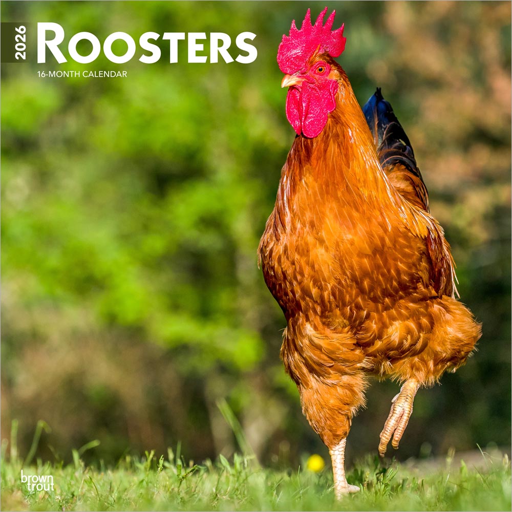 Roosters | 2026 12 x 24 Inch (Hanging) Monthly Square Wall Calendar | Plastic-Free | BrownTrout | Domestic Farm Barn Animals