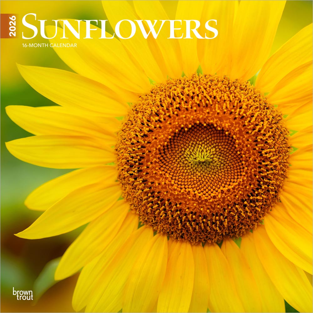 Sunflowers | 2026 12 x 24 Inch (Hanging) Monthly Square Wall Calendar | Plastic-Free | BrownTrout | Flower Floral Plant Outdoor Nature