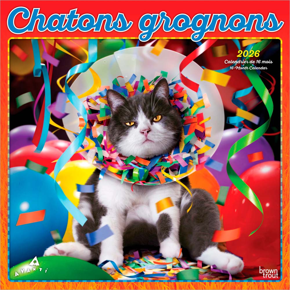 Avanti Chatons Grognons OFFICIEL | 2026 12 x 24 Inch (Hanging) Monthly Square Wall Calendar | French Language | BrownTrout | Angry Cat Humor