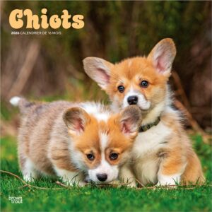 Chiots | 2026 12 x 24 Inch (Hanging) Monthly Square Wall Calendar | French Language | BrownTrout | Animals Dog Breeds Puppies