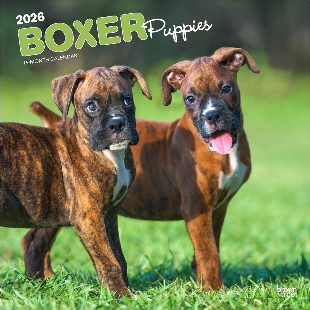Boxer Puppies | 2026 12 x 24 Inch (Hanging) Monthly Square Wall Calendar | Plastic-Free | BrownTrout | Animals Dog Breeds Puppy