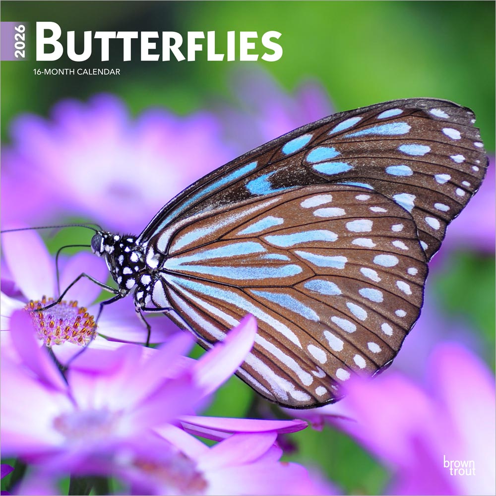Butterflies | 2026 12 x 24 Inch (Hanging) Monthly Square Wall Calendar | Plastic-Free | BrownTrout | Wildlife Animals Wings
