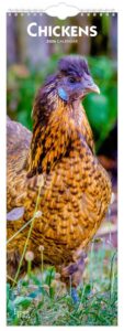 Chickens | 2026 5.7 x 16.5 Inch (Hanging) Monthly Slimline Wall Calendar | BrownTrout | Domestic Farm Animals
