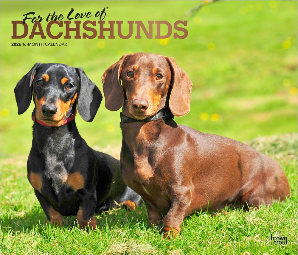 For the Love of Dachshunds | 2026 14 x 24 Inch (Hanging) Monthly Deluxe Wall Calendar | Foil Stamped Cover | Plastic-Free | BrownTrout | Animal Dog Breeds
