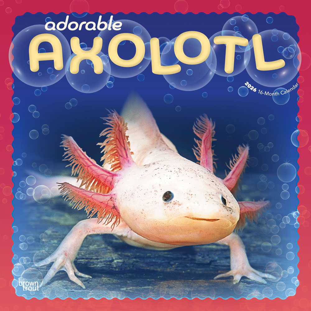 Adorable Axolotl | 2026 12 x 24 Inch (Hanging) Monthly Square Wall Calendar | Plastic-Free | BrownTrout | Amphibian Animal