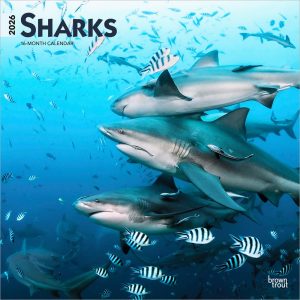 Sharks | 2026 12 x 24 Inch (Hanging) Monthly Square Wall Calendar | Plastic-Free | BrownTrout | Wildlife Marine Animals Fish
