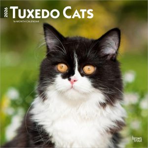 Tuxedo Cats | 2026 12 x 24 Inch (Hanging) Monthly Square Wall Calendar | Plastic-Free | BrownTrout | Animals Kittens Feline