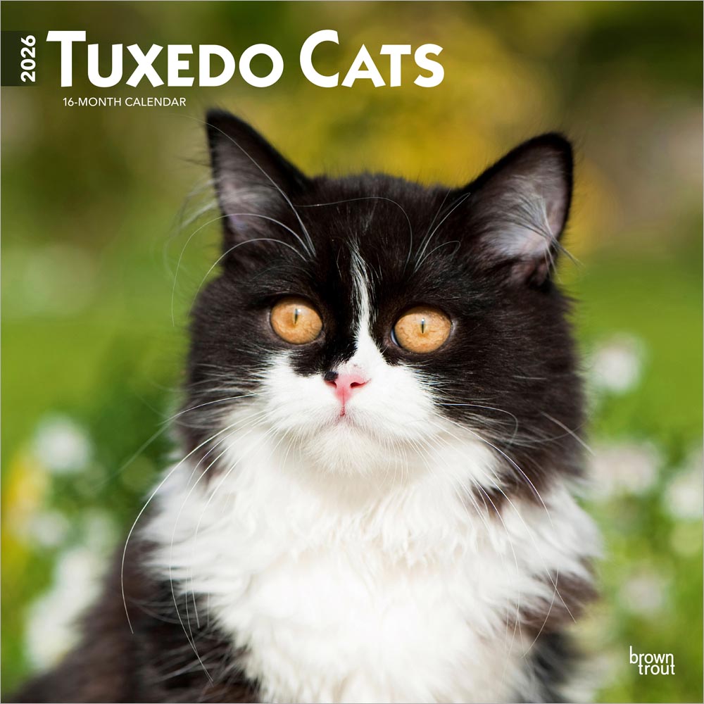 Tuxedo Cats | 2026 12 x 24 Inch (Hanging) Monthly Square Wall Calendar | Plastic-Free | BrownTrout | Animals Kittens Feline