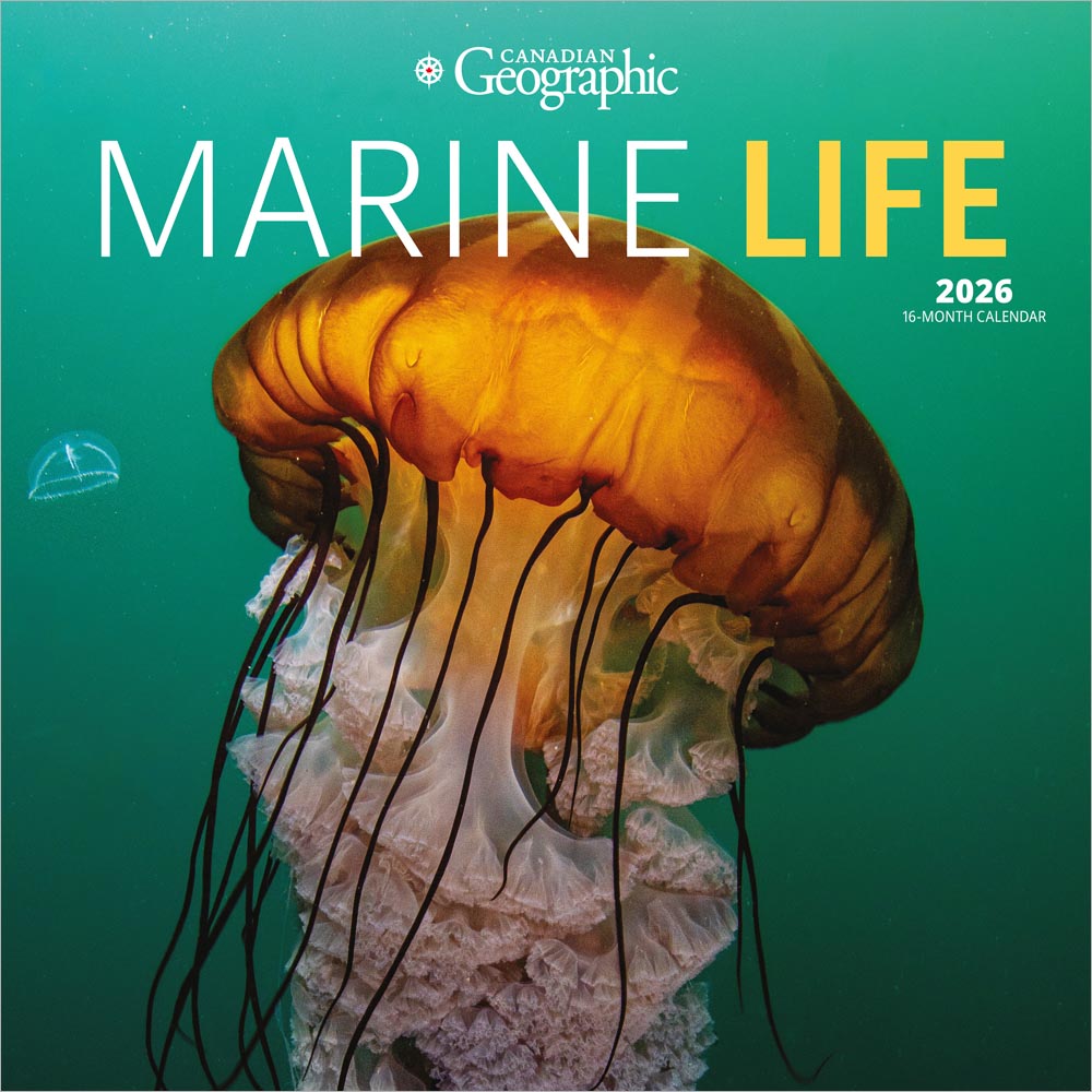 Canadian Geographic Marine Life OFFICIAL | 2026 12 x 24 Inch (Hanging) Monthly Square Wall Calendar | Wyman Publishing | Wildlife Animals