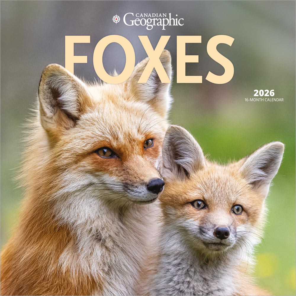 Canadian Geographic Foxes OFFICIAL | 2026 12 x 24 Inch (Hanging) Monthly Square Wall Calendar | Wyman Publishing | Wildlife Animals Nature