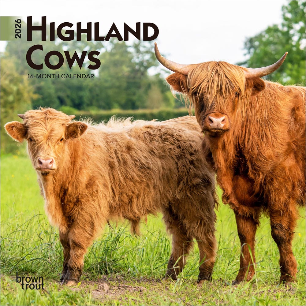 Highland Cows | 2026 7 x 14 Inch (Hanging) Monthly Mini Wall Calendar | BrownTrout | Domestic Farm Animals