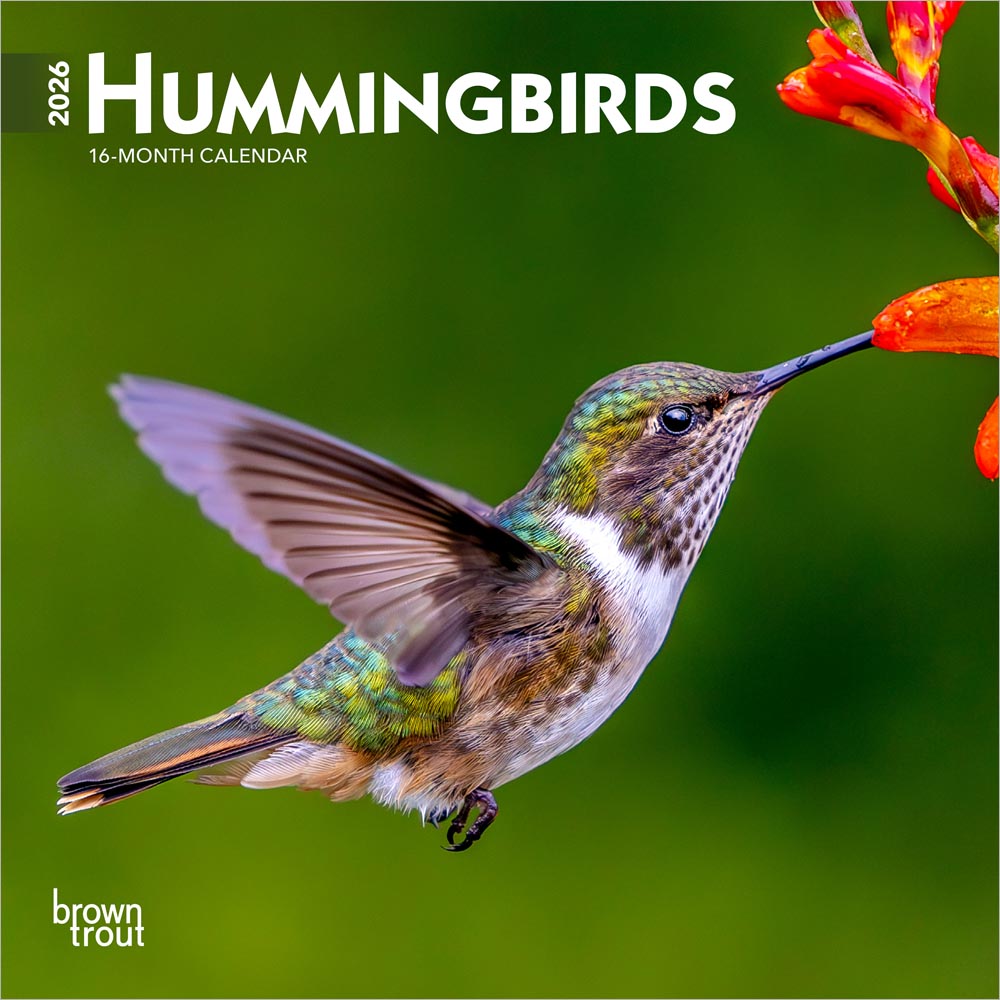 Hummingbirds | 2026 7 x 14 Inch (Hanging) Monthly Mini Wall Calendar | BrownTrout | Animals Wildlife Nature