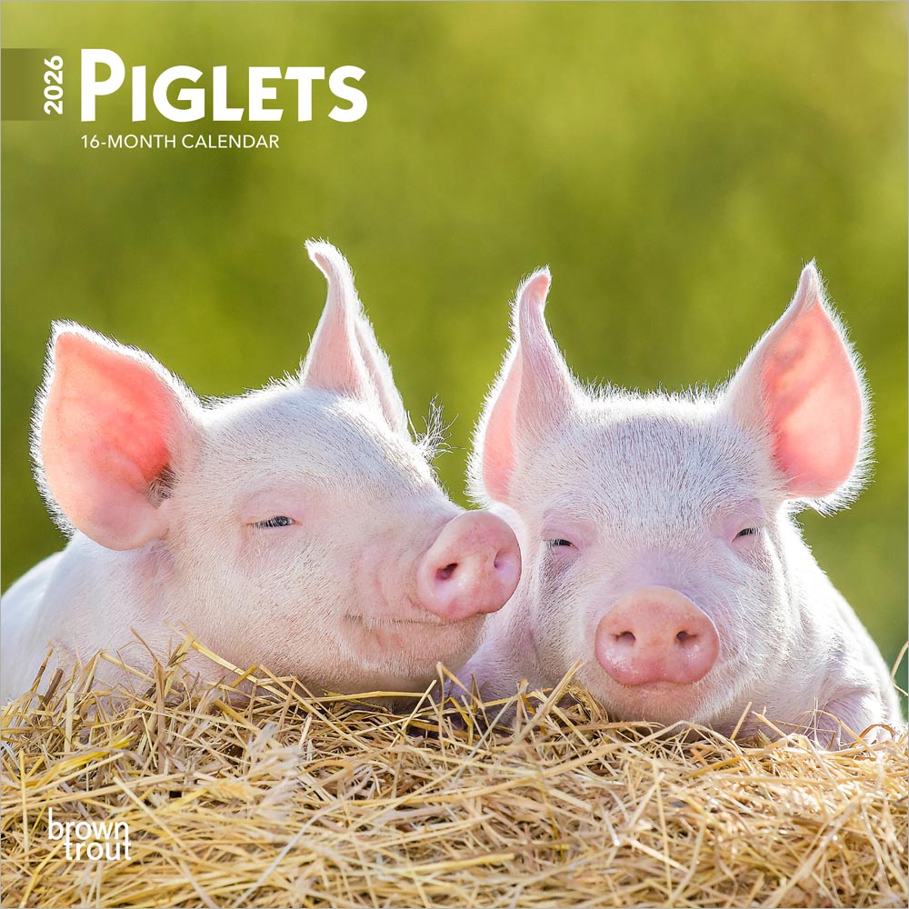 Piglets | 2026 7 x 14 Inch (Hanging) Monthly Mini Wall Calendar | BrownTrout | Domestic Pet Baby Farm Animals