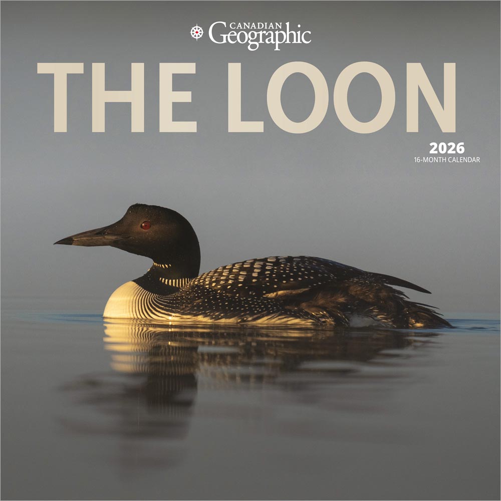 Canadian Geographic The Loon OFFICIAL | 2026 12 x 24 Inch (Hanging) Monthly Square Wall Calendar | Foil Stamped Cover | Wyman Publishing | Nature Birds Wildlife