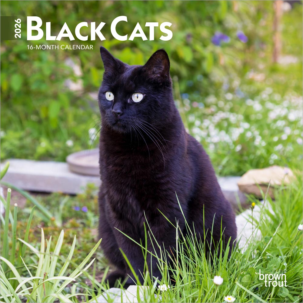 Black Cats | 2026 7 x 14 Inch (Hanging) Monthly Mini Wall Calendar | BrownTrout | Animals Feline Pets