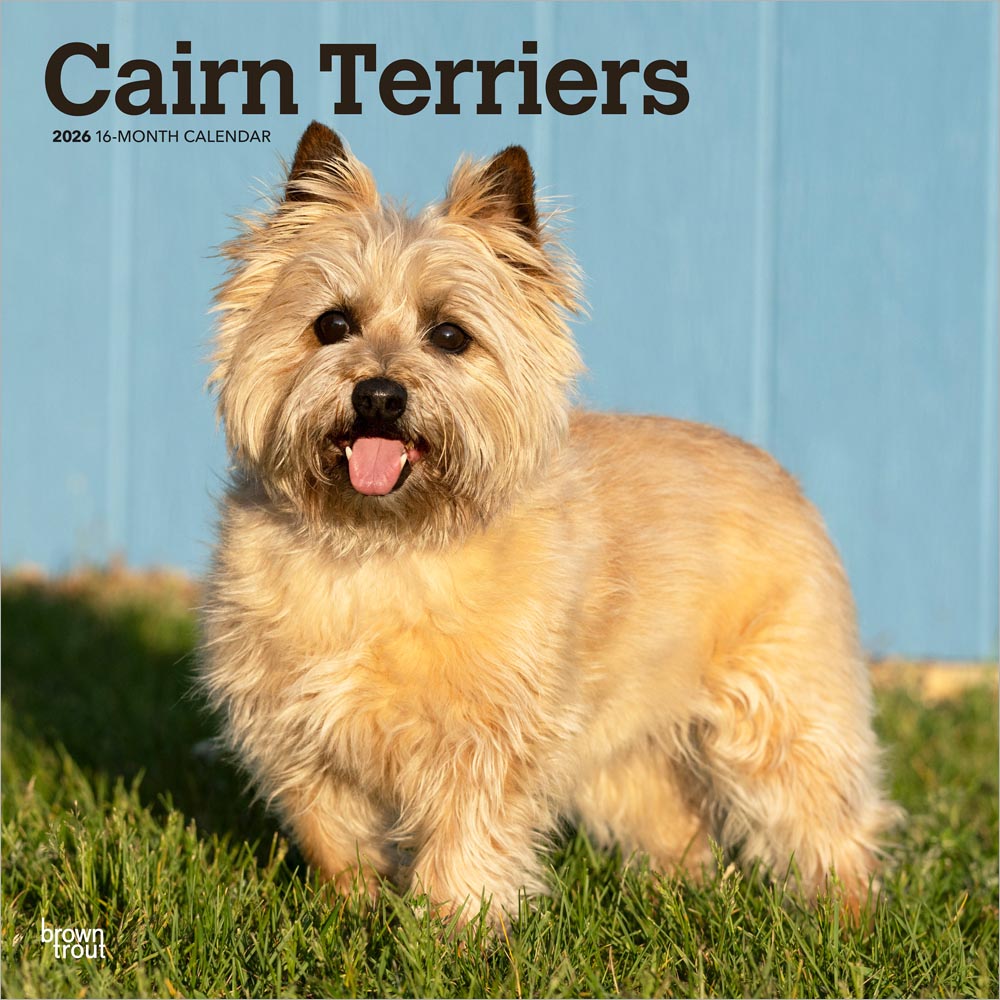 Cairn Terriers | 2026 12 x 24 Inch (Hanging) Monthly Square Wall Calendar | Plastic-Free | BrownTrout | Animals Dog Breeds