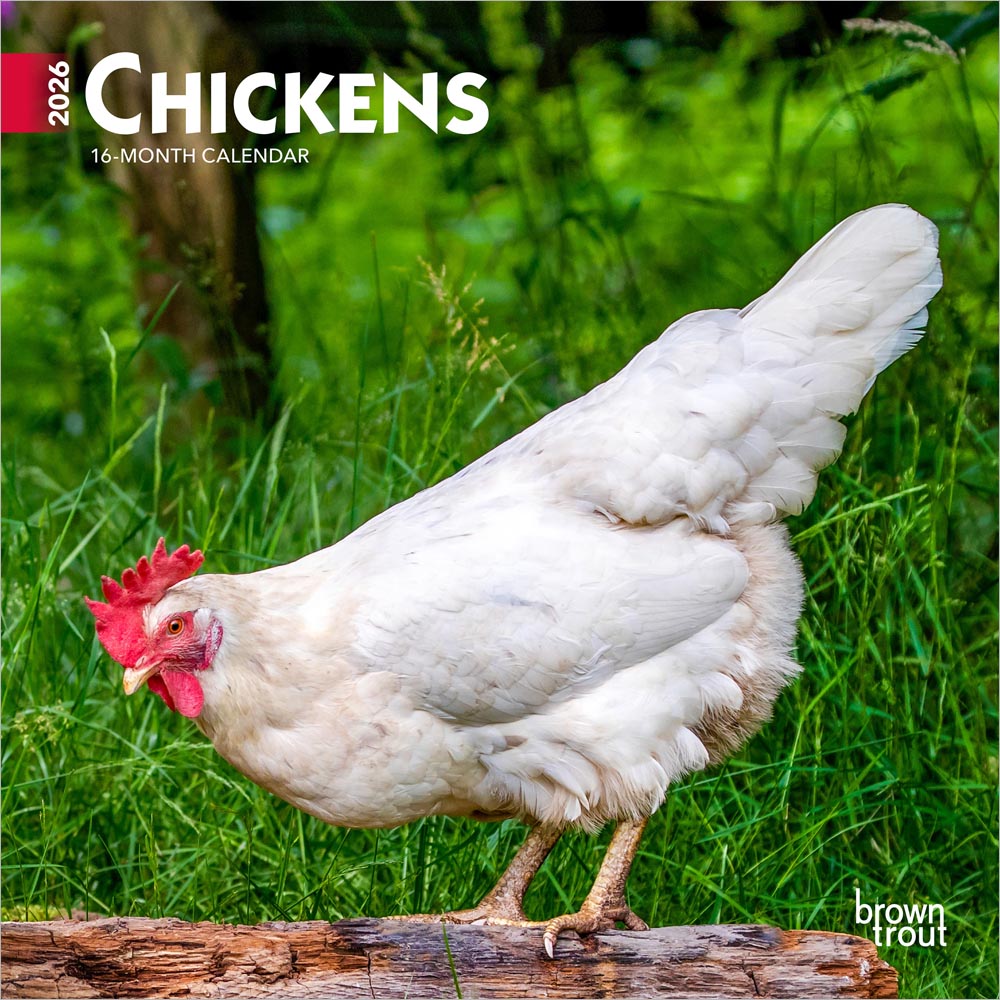 Chickens | 2026 7 x 14 Inch (Hanging) Monthly Mini Wall Calendar | BrownTrout | Domestic Farm Animals