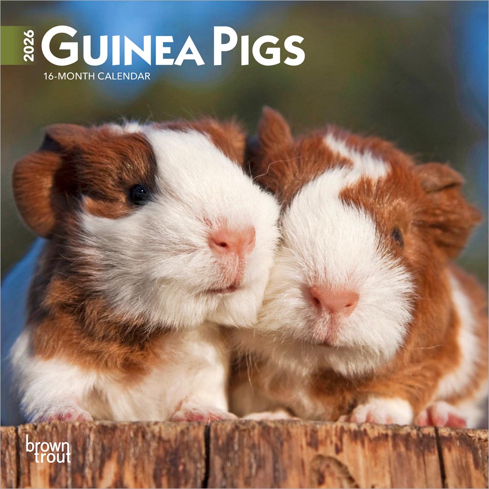 Guinea Pigs | 2026 7 x 14 Inch (Hanging) Monthly Mini Wall Calendar | BrownTrout | Domestic Animals Small Pets