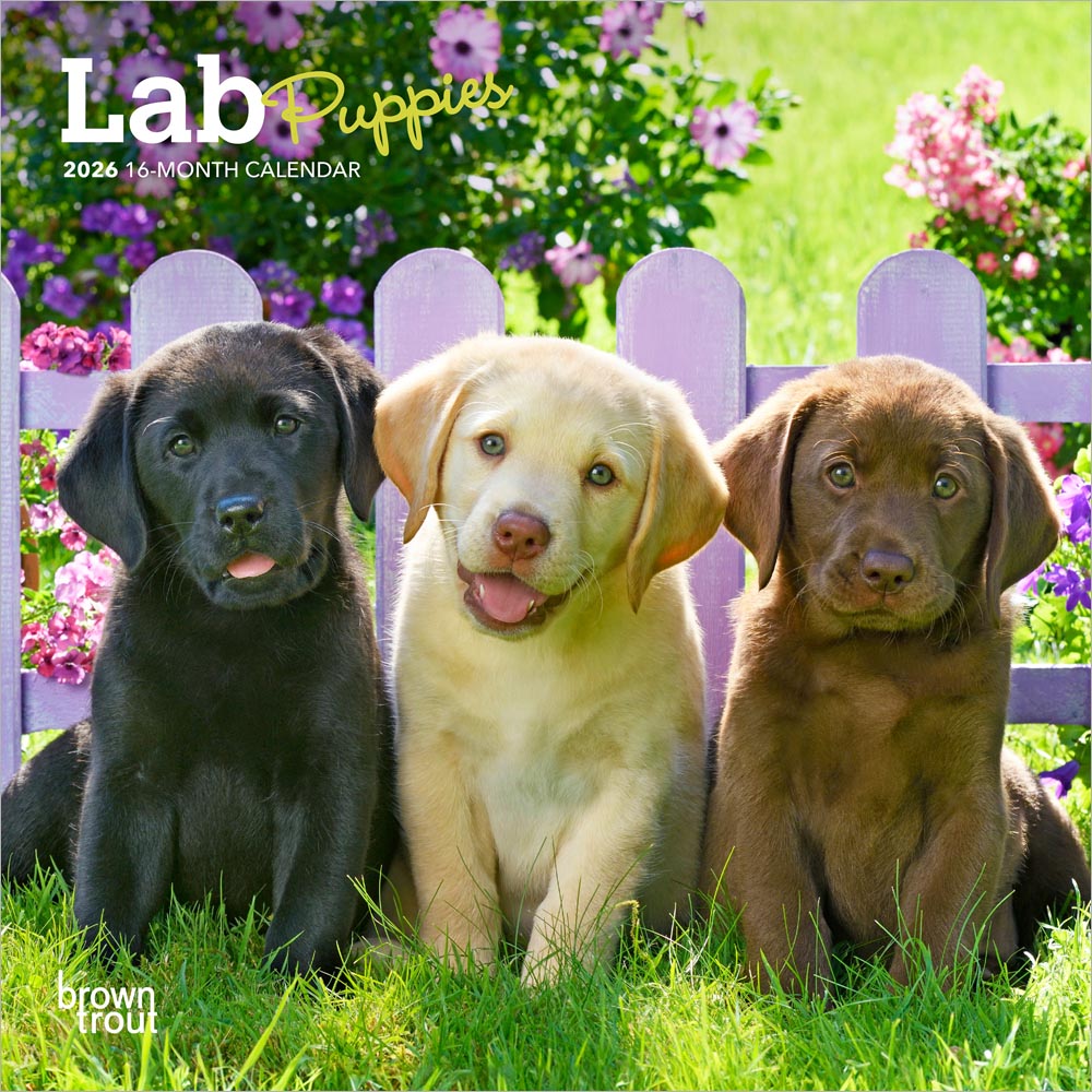 Lab Puppies | 2026 7 x 14 Inch (Hanging) Monthly Mini Wall Calendar | BrownTrout | Animals Dog Breeds Puppy
