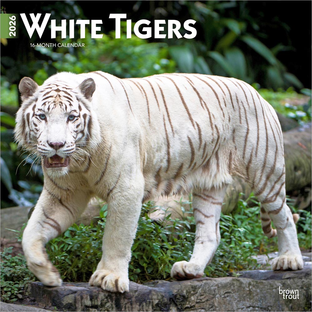 White Tigers | 2026 12 x 24 Inch (Hanging) Monthly Square Wall Calendar | Plastic-Free | BrownTrout | Wildlife Zoo Animals