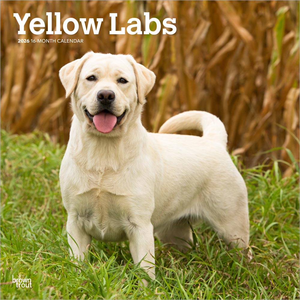 Yellow Labrador Retrievers | 2026 12 x 24 Inch (Hanging) Monthly Square Wall Calendar | Plastic-Free | BrownTrout | Animals Dog Breeds