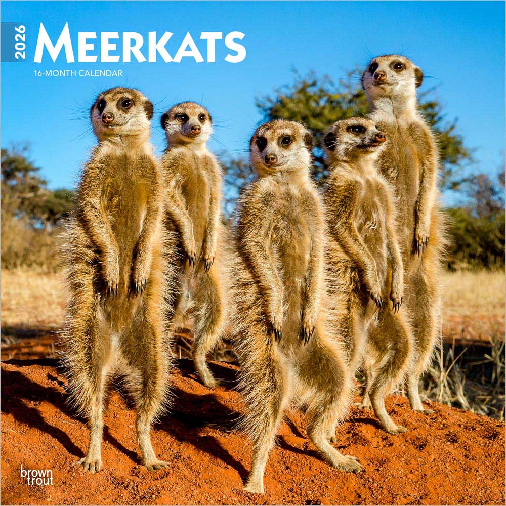 Meerkats | 2026 12 x 24 Inch (Hanging) Monthly Square Wall Calendar | Plastic-Free | BrownTrout | Wildlife Animals