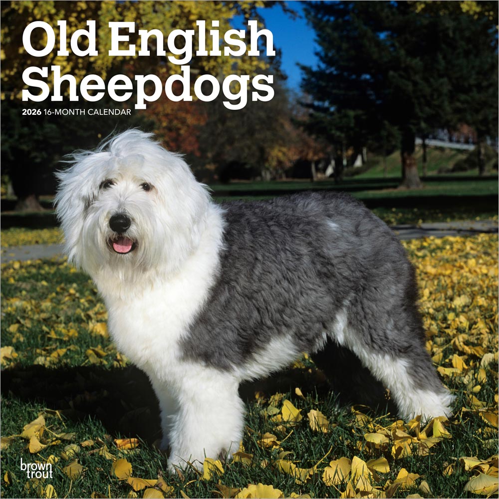 Old English Sheepdogs | 2026 12 x 24 Inch (Hanging) Monthly Square Wall Calendar | Plastic-Free | BrownTrout | Animals Dog Breeds