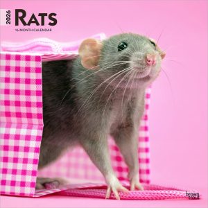 Rats | 2026 12 x 24 Inch (Hanging) Monthly Square Wall Calendar | Plastic-Free | BrownTrout | Domestic Animals Mouse