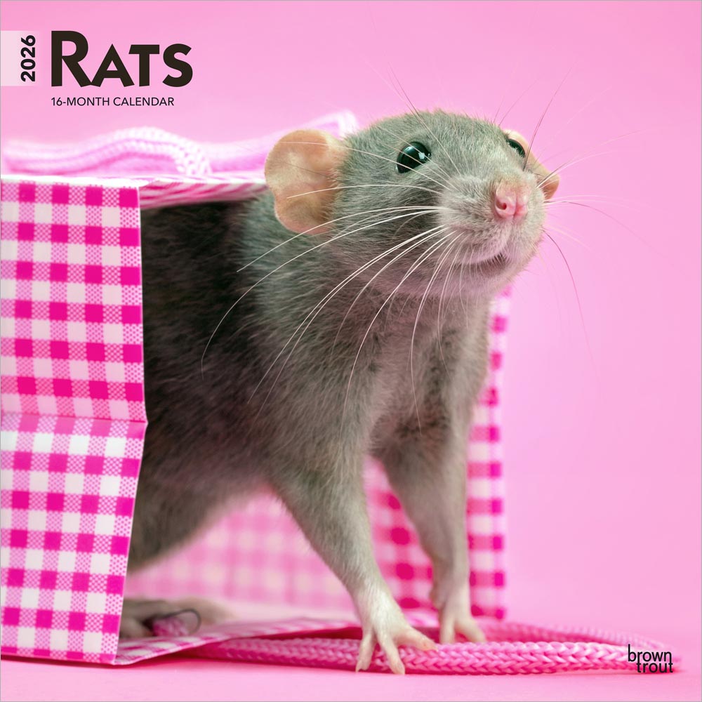 Rats | 2026 12 x 24 Inch (Hanging) Monthly Square Wall Calendar | Plastic-Free | BrownTrout | Domestic Animals Mouse