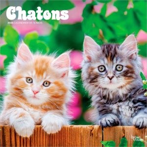 Chatons | 2026 12 x 24 Inch (Hanging) Monthly Square Wall Calendar | French Language | BrownTrout | Cats Pets Feline Family