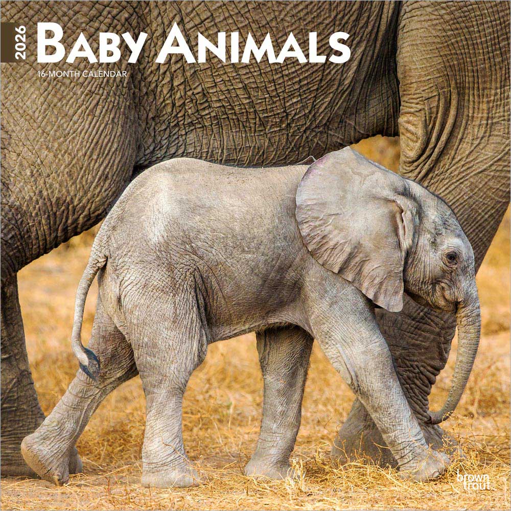 Baby Animals | 2026 12 x 24 Inch (Hanging) Monthly Square Wall Calendar | Plastic-Free | BrownTrout | Domestic Pets Chicken Small Cute