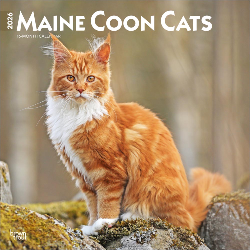 Maine Coon Cats | 2026 12 x 24 Inch (Hanging) Monthly Square Wall Calendar | Plastic-Free | BrownTrout | Animals Feline Kittens
