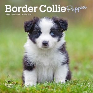 Border Collie Puppies | 2026 7 x 14 Inch (Hanging) Monthly Mini Wall Calendar | BrownTrout | Animals Dog Breeds Puppy
