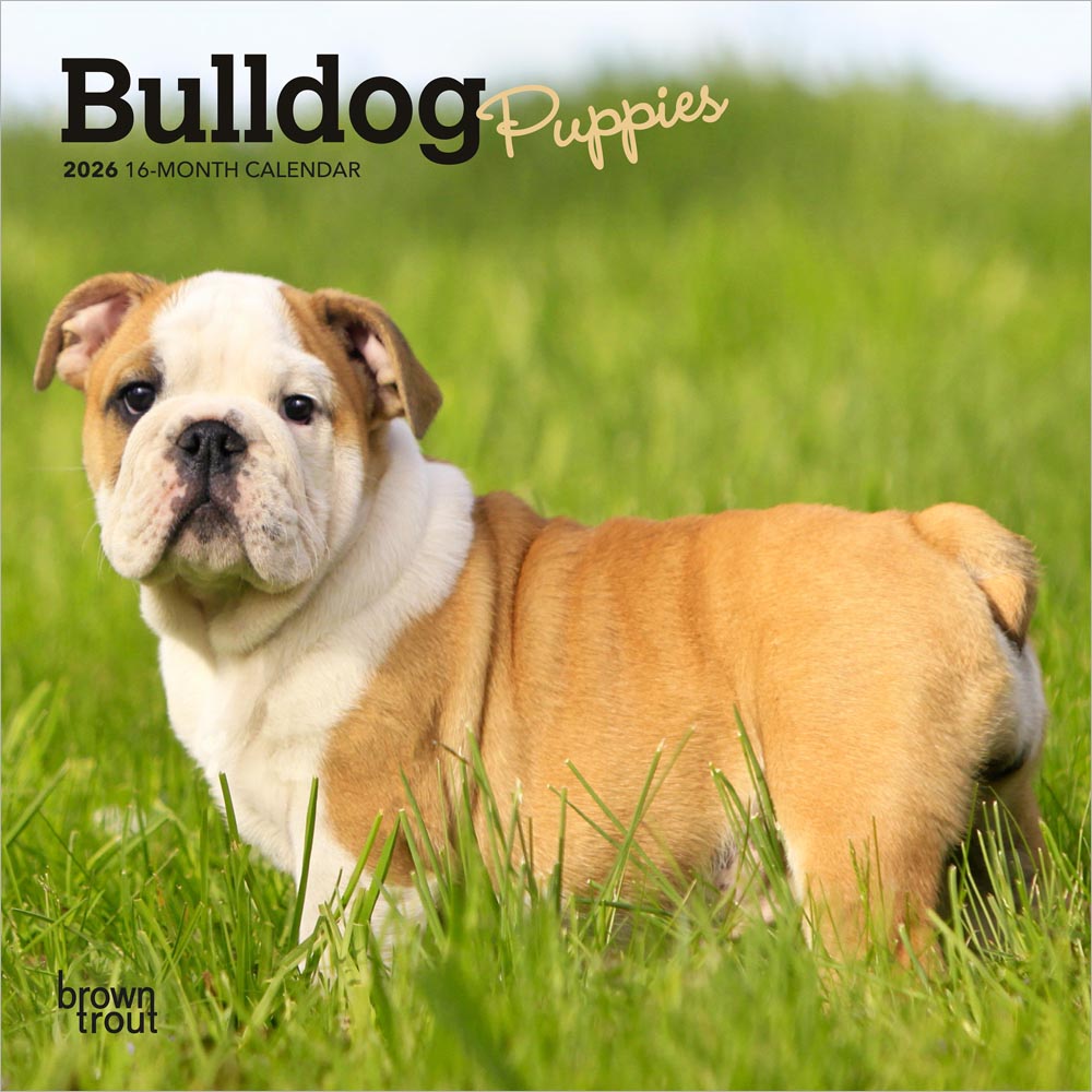 Bulldog Puppies | 2026 7 x 14 Inch (Hanging) Monthly Mini Wall Calendar | BrownTrout | Animals Dog Breeds Puppy
