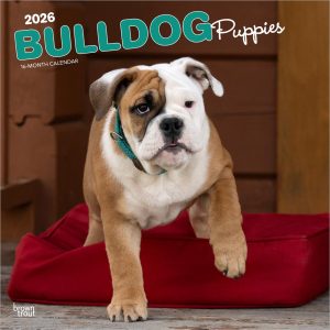 Bulldog Puppies | 2026 12 x 24 Inch (Hanging) Monthly Square Wall Calendar | Plastic-Free | BrownTrout | Animals Dog Breeds