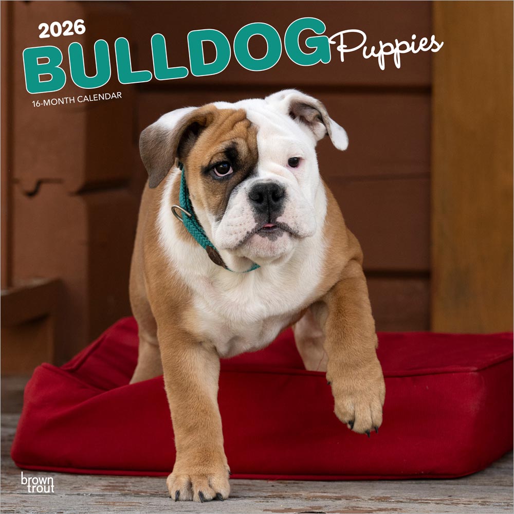 Bulldog Puppies | 2026 12 x 24 Inch (Hanging) Monthly Square Wall Calendar | Plastic-Free | BrownTrout | Animals Dog Breeds