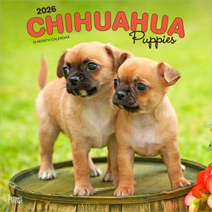 Chihuahua Puppies | 2026 12 x 24 Inch (Hanging) Monthly Square Wall Calendar | Plastic-Free | BrownTrout | Animals Small Dog Breeds