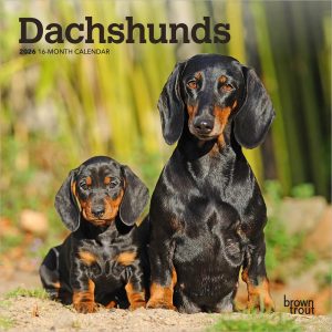 Dachshunds | 2026 7 x 14 Inch (Hanging) Monthly Mini Wall Calendar | BrownTrout | Animals Dog Breeds