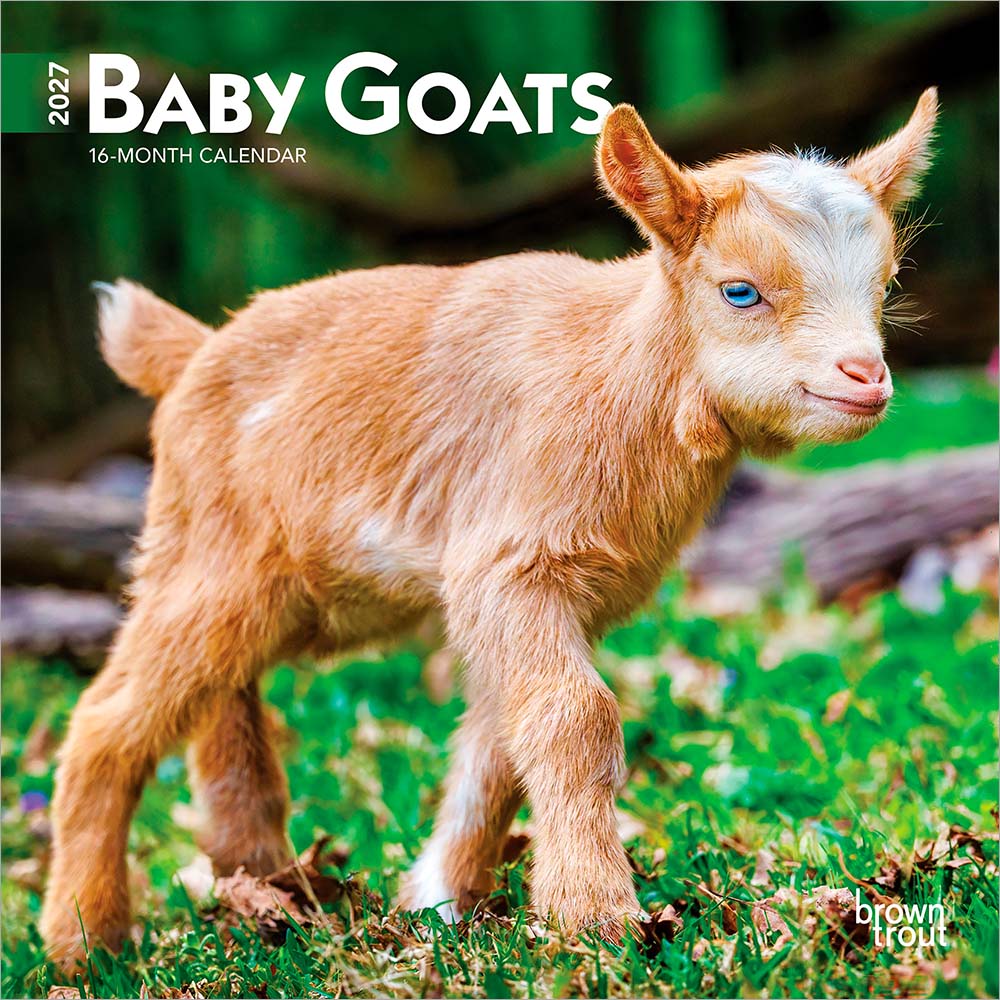 Baby Goats | 2027 7 x 14 Inch (Hanging) Monthly Mini Wall Calendar | BrownTrout | Domestic Animals