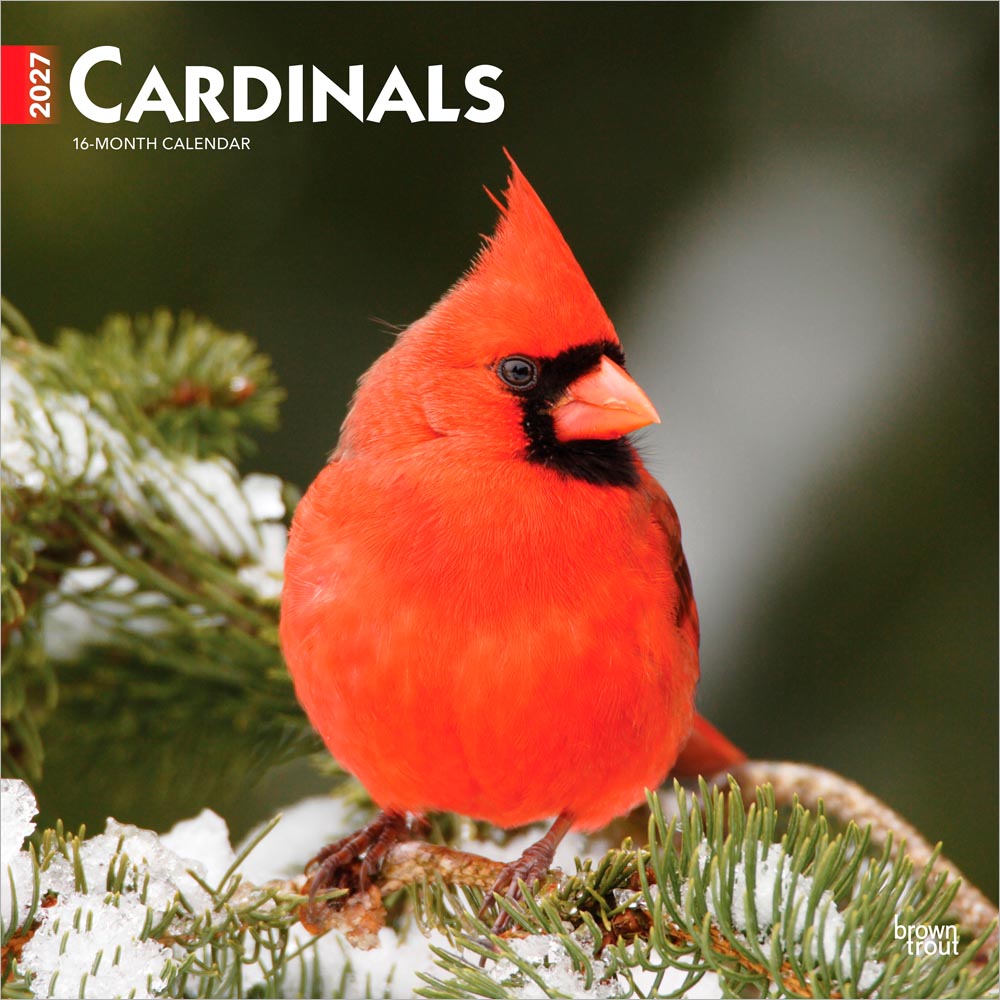 Cardinals | 2027 12 x 24 Inch (Hanging) Monthly Square Wall Calendar | Plastic-Free | BrownTrout | Animals Wildlife Red Birds