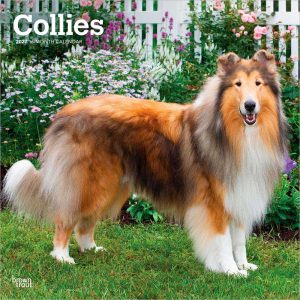 Collies | 2027 12 x 24 Inch (Hanging) Monthly Square Wall Calendar | Plastic-Free | BrownTrout | Animals Dog Breeds