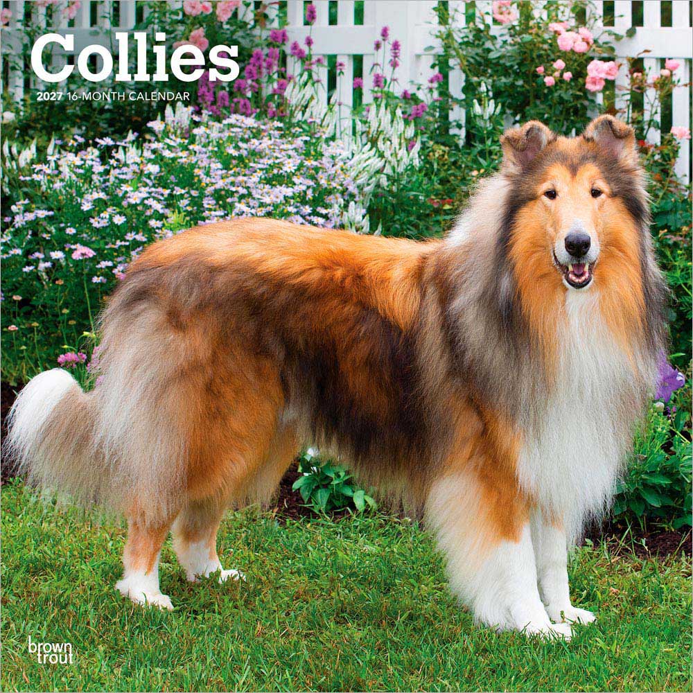 Collies | 2027 12 x 24 Inch (Hanging) Monthly Square Wall Calendar | Plastic-Free | BrownTrout | Animals Dog Breeds