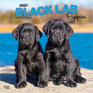 Black Labrador Retriever Puppies | 2027 12 x 24 Inch (Hanging) Monthly Square Wall Calendar | Plastic-Free | BrownTrout | Animals Dog Breeds Puppy