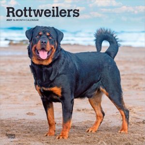 Rottweilers | 2027 12 x 24 Inch (Hanging) Monthly Square Wall Calendar | Plastic-Free | BrownTrout | Animals Dog Breeds