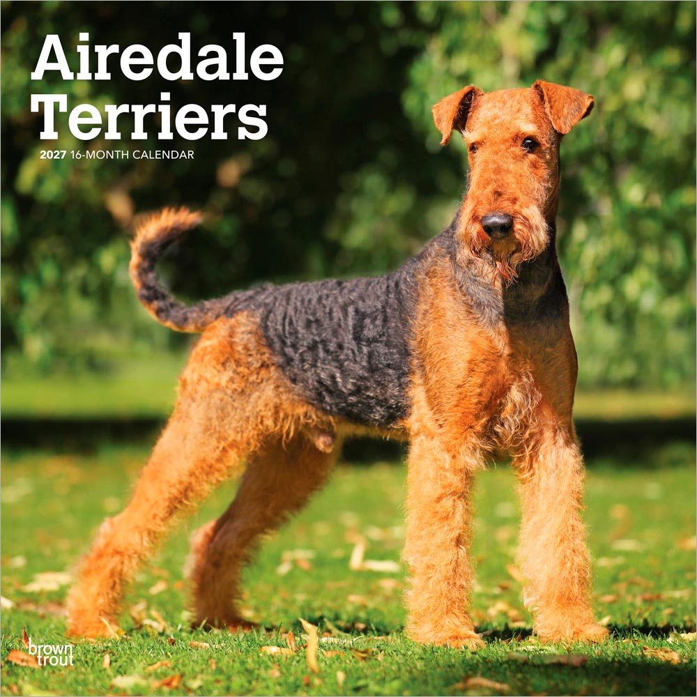 Airedale Terriers | 2027 12 x 24 Inch (Hanging) Monthly Square Wall Calendar | Plastic-Free | BrownTrout | Animal Dog Breeds