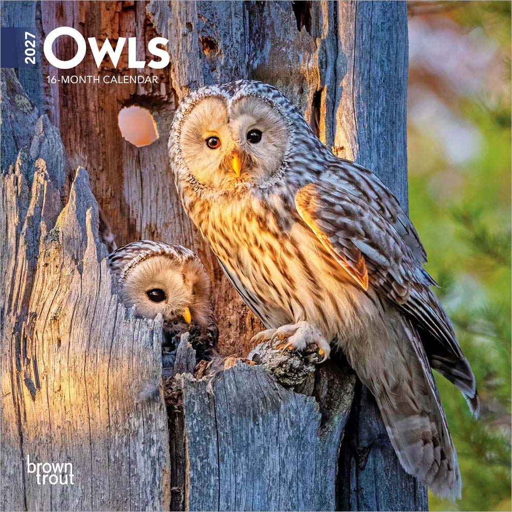Owls | 2027 7 x 14 Inch (Hanging) Monthly Mini Wall Calendar | BrownTrout | Wildlife Animals Birds
