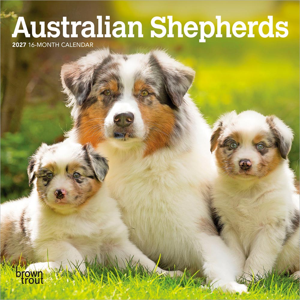 Australian Shepherds | 2027 7 x 14 Inch (Hanging) Monthly Mini Wall Calendar | BrownTrout | Animals Dog Breeds