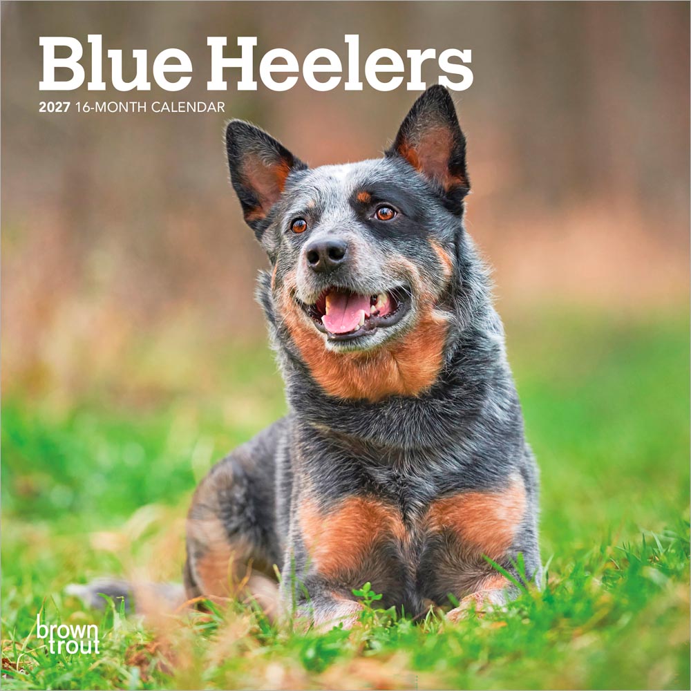 Blue Heelers | 2027 7 x 14 Inch (Hanging) Monthly Mini Wall Calendar | BrownTrout | Animals Dog Breeds