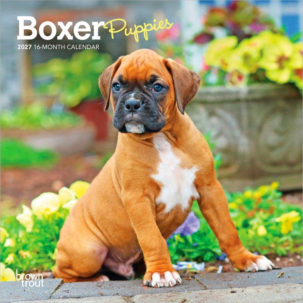 Boxer Puppies | 2027 7 x 14 Inch (Hanging) Monthly Mini Wall Calendar | BrownTrout | Animals Dog Breeds Puppy